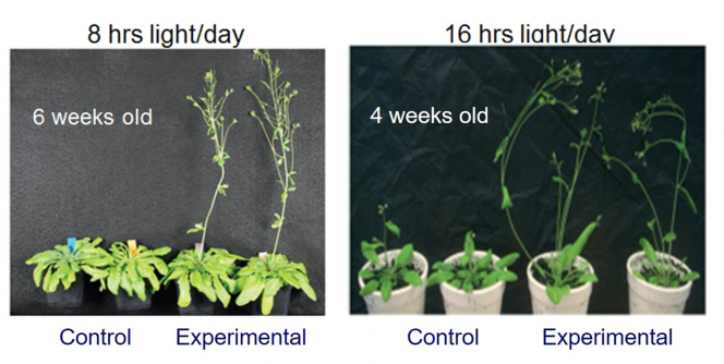 HKU botanists discover a new plant growth technology  that may alleviate climate change and food shortage