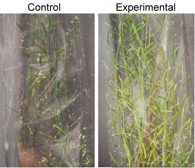 港大植物學家研發植物生長技術助緩解氣候變化和糧食短缺問題