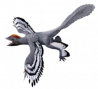 Anchiornis