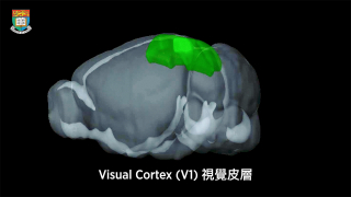 visual cortex