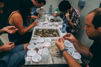 學生和科學家會把每塊沒有牢固在ARMS附著板上的東西刷掉和挑出，嘗試在其中找出不同的生物例如螃蟹，蝦，蝸牛等等。經這過肉眼分類及計算數量後，所有生物會交給一位分類學家。