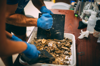 As a last step of ARMS sampling, all remaining material is scrapped from each plate and combined for one large, genetic characterization of the entire plate community. Individual “barcodes” are expected to number in the tens of thousands per ARMS.