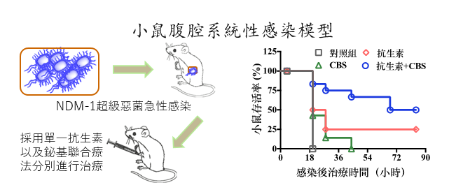 鉍抗生素聯合療法可在NDM-1小鼠感染模型中延長動物生命，提高最終存活率