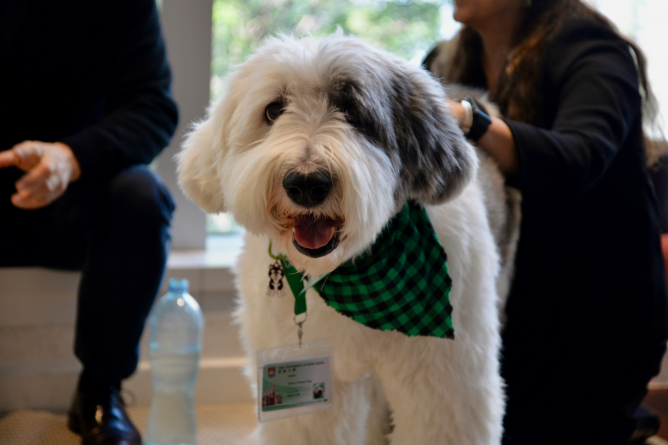 香港大學圖書館駐館治療犬Jasper（又名熊貓）