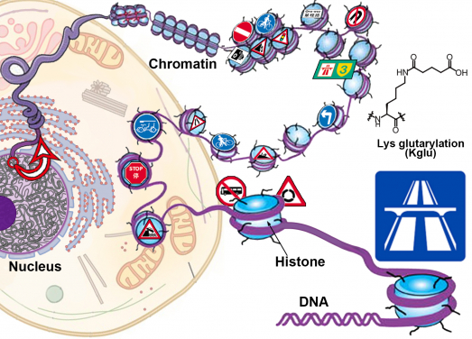 染色質的迷宮中各種組蛋白標記的作用為「路標」。李博士的團隊於組蛋白H4序列第91的賴氨酸上發現了新化學標記：戊二酸化，位於基因被高度表達的染色質「開放」區域──等於迷宮中代表「高速公路」的路標。