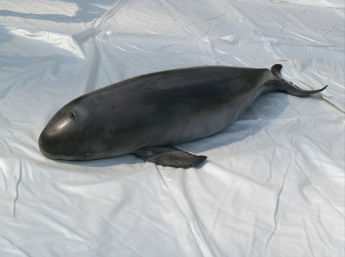 The body of a stranded finless porpoise (Neophocaena phocaenoides) photo courtesy: AFCD