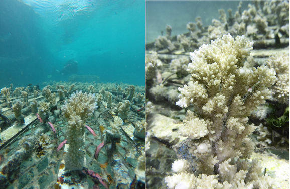 5 & 6. An Acropora Cytherea nubbin at the coral nursery ground of the InterContinental Moorea Resort & Spa (Moorea, French Polynesia) (Credit: Dr. Isis Guibert)