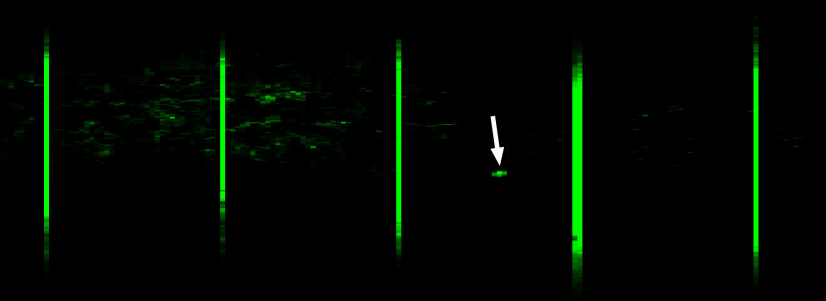 Figure 2. Hot spot on laser ‘scan strip’ produced by the Laser Raptor drone system is ~2cm wide fragment of a fossil mammal tooth. Image Credit: Thomas G Kaye & Michael Pittman.