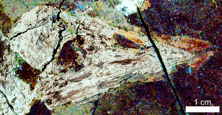 Figure 2. A specimen of the early beaked bird Confuciusornis imaged with the HKU-codeveloped imaging technique, Laser-Stimulated Fluorescence (LSF). The rhamphotheca or ‘soft beak’ (fingernail-like coating of the bony beak) is the reddish-brown shape on the right of the image. Image credit: Michael Pittman & Thomas G Kaye.
 