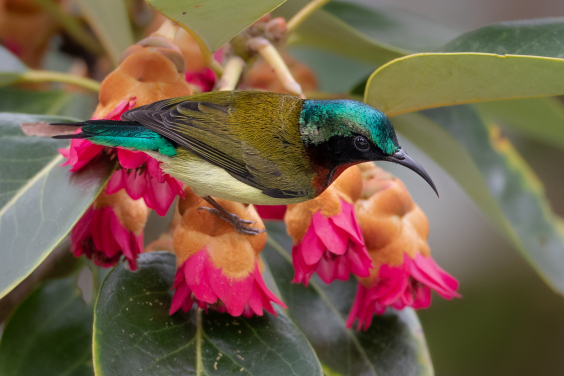 Highlighted Stories of Contemporary Amateur Naturalists

Aethopyga christinae ©WildCreatures in Hong Kong