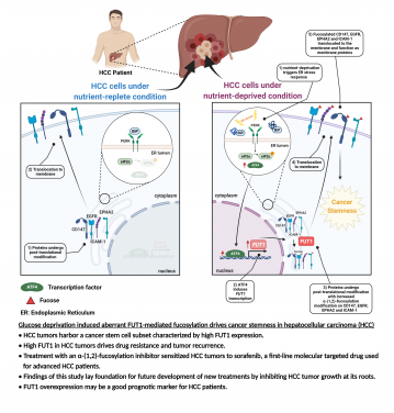 HKUMed researchers unveil a novel molecular mechanism underlying liver cancer drug resistance and tumour recurrence
 