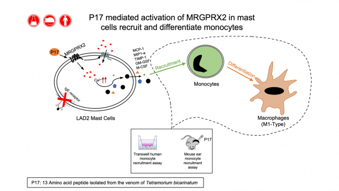 Schematic diagram depicting the overall pathway involved in MRGPRX2 mediated monocyte recruitment and differentiation.