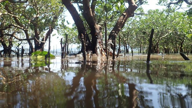 Mangrove forests worldwide host invertebrate assemblages with low functional diversity. (Photo credit: Stefano Cannicci)
 