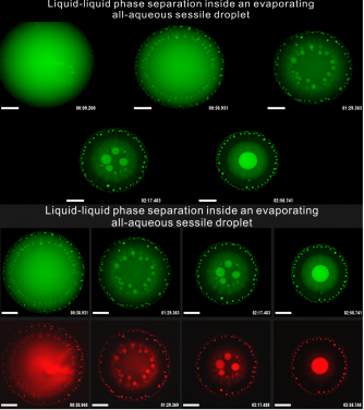 The image shows the evaporation-induced phase separation process inside an all-aqueous sessile droplet (Scale bar: 500 microns). The droplet is initially single-phase with PEG (Polyethylene glycol) and dextran dissolved. Upon evaporation, the concentration of PEG and dextran increases and incompatibility arises, forming tiny dextran-rich droplets (green fluorescently labelled) dispersed in the continuous PEG-rich phase. These tiny dextran-rich droplets move towards the center of the sessile droplet with the inward Marangoni flow. Compartmentalization and localization of biopolymers like nucleic acids (red fluorescently labelled) inside these dextran-rich droplets are achieved, with great potential in serving as all-aqueous reactors for a wide range of biochemical reactions.