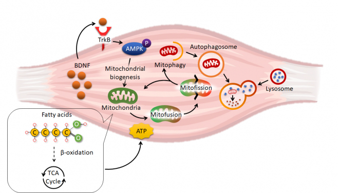 腦源性神經營養因子（BDNF）在肌肉代謝中的作用
 