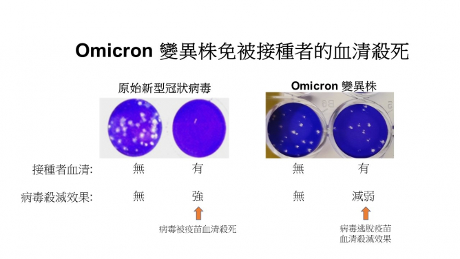 受感染的細胞分別感染原始新型冠狀病毒及Omicron變異株，或將病毒混和了已接種疫苗人士的血清。這些細胞本被染成藍色，但被病毒殺死的細胞則會變成白色的小洞。在附圖中可見，2020年原始SARS-CoV-2病毒可被已接種疫苗者的血清盡數殺死，但對於Omicron變異株的殺滅效果則顯著降低。
 