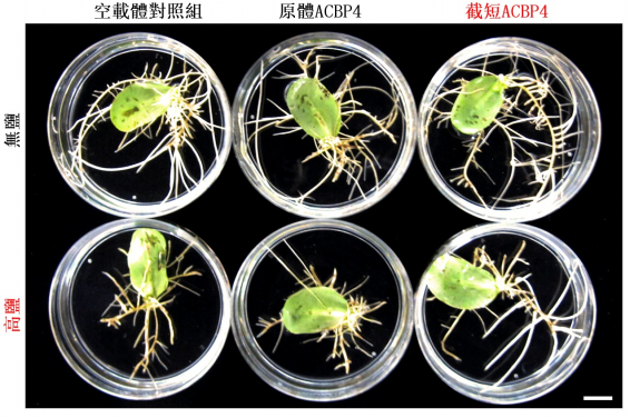 圖1：截短ACBP4變體在大豆毛狀根的超表達提高耐鹽性。
原體 （上列中）和截短（下列右）ACBP4在大豆毛狀根超表達時，相比對照組（下列左）分別減少和提高耐鹽性。在正常條件下，所有基因型生長無異（上列）。比例尺 = 1公分。