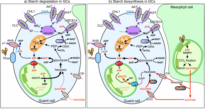 Model of the coordination of stomatal function with starch and malate metabolism in guard cells.
 