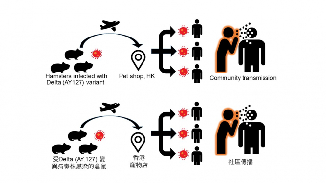 HKUMed finds pet Syrian hamsters can naturally acquire SARS-CoV-2 and cause human infection
 