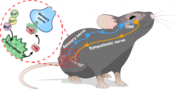 Schematic diagram showing the skeletal interoceptive circuit revealed in this work: the divalent metal cations can trigger the production of PGE2 from macrophages, which activates the afferent sensory nerves to initiate the CNS control of new bone formation through the sympathetic nervous system.
 