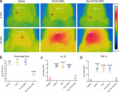 Treatment efficacy：Peritoneal infection: a) Thermal images indicating the skin temperature over peritoneal location after injection with saline, PLGA MPs, and Gen-PLGA MPs after MWH irradiation for 10 min. b) MDR E. coli bacterial burden in the peritoneal fluid after different interventions. Obviously, the number of bacteria in Gen-PLGA MPs group has been significantly reduced. c–d) Quantification of the mean fluorescence intensity (MFI) of the expressions of IL-1β (c) and TNF-α (d) by immunofluorescence staining normalised to the mean of non-infected subject (Healthy). High expression of those cytokines can be observed in saline, gentamicin and PLGA MPs groups, whereas the group of gentamicin-loaded PLGA MPs bears no difference from the healthy controls.
 