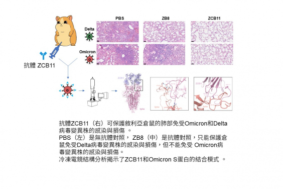 HKUMed & HKUST joint study reports broadly neutralising antibody that protects Syrian hamsters against SARS-CoV-2 Omicron variants