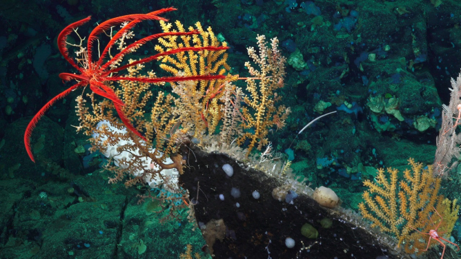 Figure 1. Diverse marine life (crinoid, octocorals and sponges) on a seamount off the Pacific coast of Costa Rica. Photo credit: Schmidt Ocean Institute, FK190106, Erik Cordes Chief Scientist
 