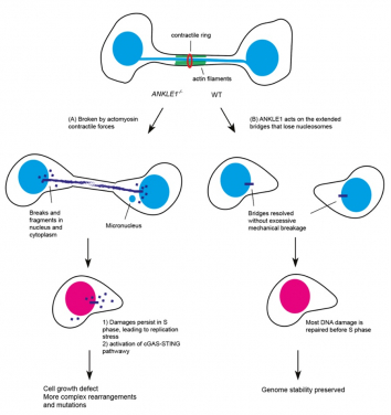 The role of ANKLE1 in maintaining genome stability and preventing autoimmunity (Image Credit: Dr Gary Ying Wai CHAN)

 