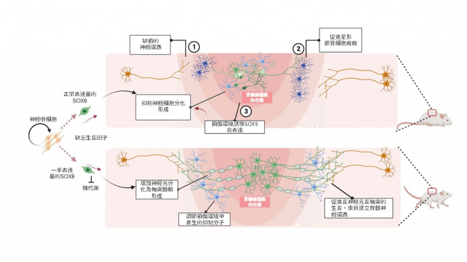 脊髓損傷（Spinal cord injury, SCI）造成神經損傷，而此損傷環境對SOX9基因表達有利；半劑量SOX9的神經幹細胞移植體獲得獨特的內在能力，激活神經新生及長距離軸突的生長，連結宿主的神經，恢復SCI動物的的步行和感知能力。
脊髓損傷（Spinal cord injury, SCI）造成神經損傷，而此損傷環境對SOX9基因表達有利；半劑量SOX9的神經幹細胞移植體獲得獨特的內在能力，激活神經新生及長距離軸突的生長，連結宿主的神經，恢復SCI動物的的步行和感知能力。