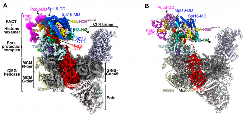 圖二、大型複製體複合物的冷凍電子顯微鏡結構（A）和原子模型（B）。圖片修改自《自然》（2024）相關文章。