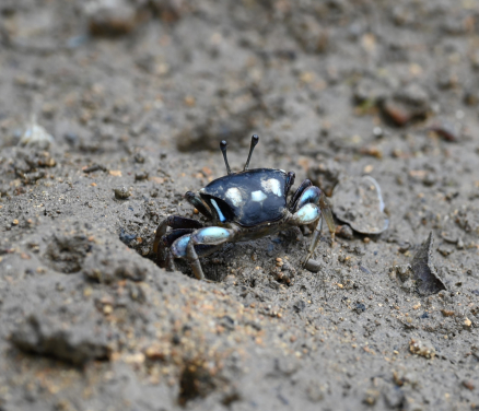 Posterior view of a female Tubuca dussumieri. Photo by Pedro J. Jimenez.