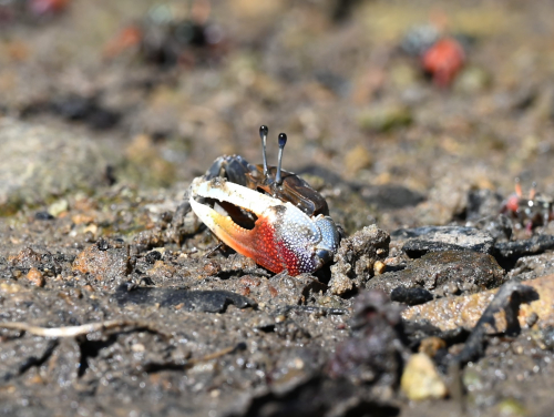 Male Tubuca dussumieri on a sand flat. Photo by Pedro J. Jimenez.