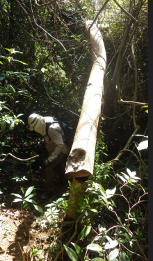 HKU utilised innovative biological identification technology to achieve a significant breakthrough in combating environmental crimes. This photo shows an illegally harvested incense Tree. Photo credit: Arthur Sands