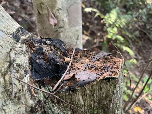 非法砍伐猖獗的林區經常找到遭受破壞的土沉香樹。圖片提供：Uva Fung